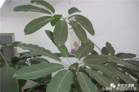 家中养什么花聚财旺家保平安,聚财旺家保平安