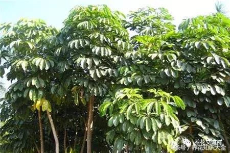 家中养什么花聚财旺家保平安,聚财旺家保平安