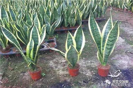 家中养什么花聚财旺家保平安,聚财旺家保平安