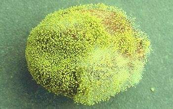 水果霉菌加热100度能杀死吗,如何杀掉水果表面霉菌