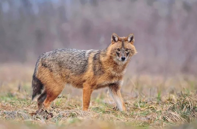 世界三大匪域,世界三大海盗国家