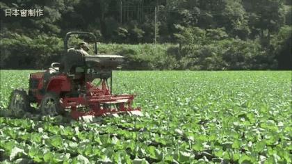日本农民怎么种地,老农种地真容易