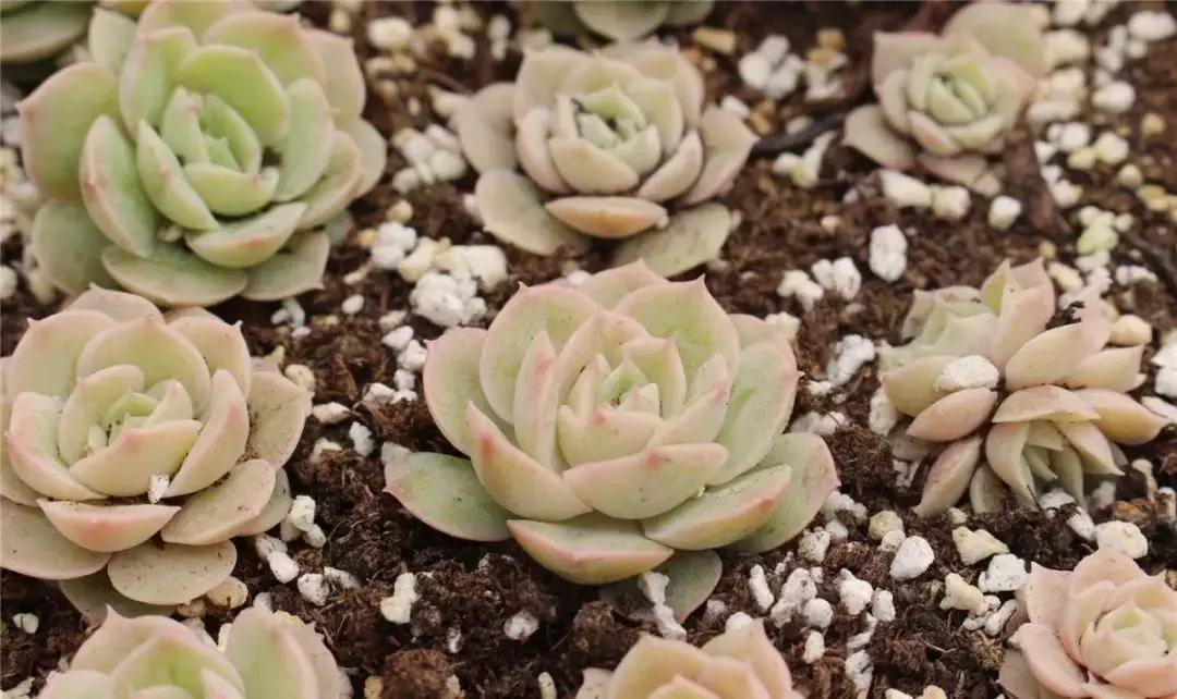 成都批发商品最便宜的地方在哪里,成都最大的小商品批发市场在哪里