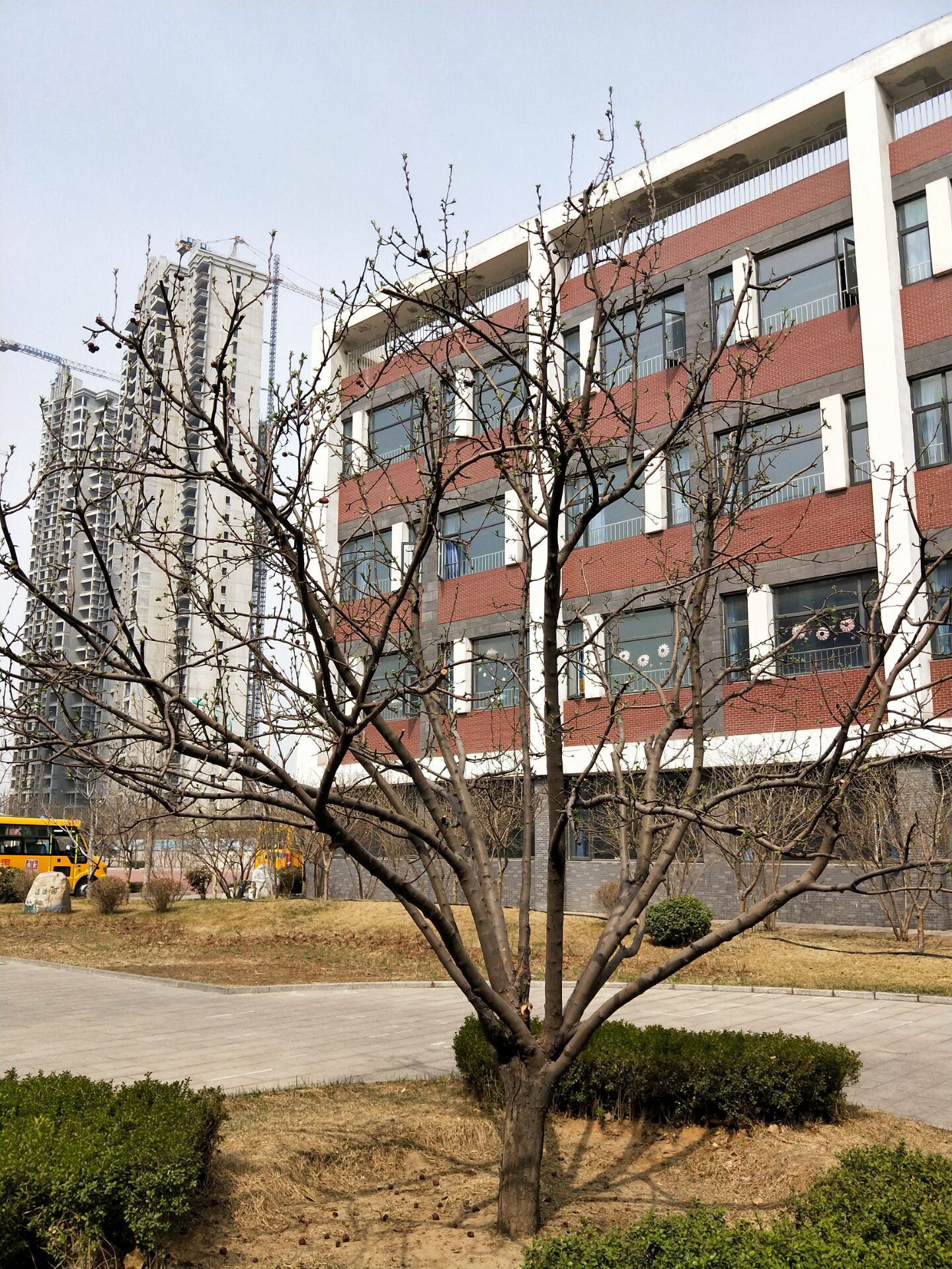 海棠的四季,海棠四季的图片