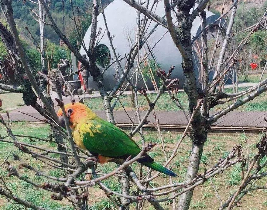 养宠物鸟的朋友,养鹦鹉的朋友请注意