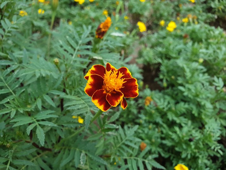 涓夋槦galaxynote20ultra娣卞害娴嬭瘎,涓夋槦galaxynote20ultra5g