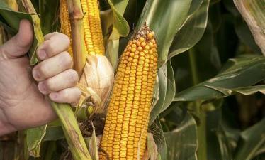 玉米与什么植物套种高产,春玉米套种夏玉米栽培技术