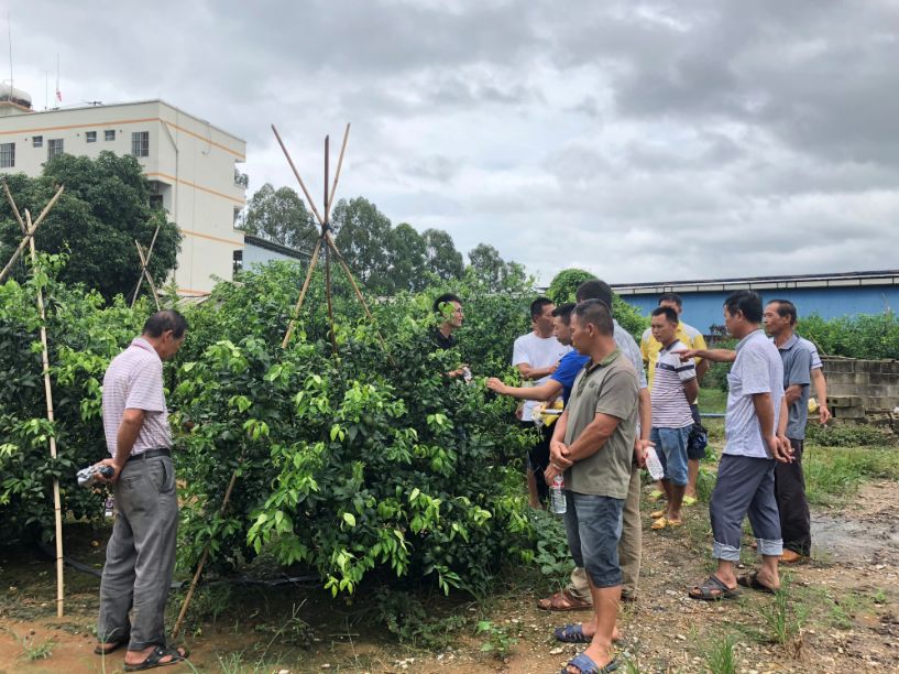 柑橘黄化修复剂爆款,黄化1号治柑橘黄化