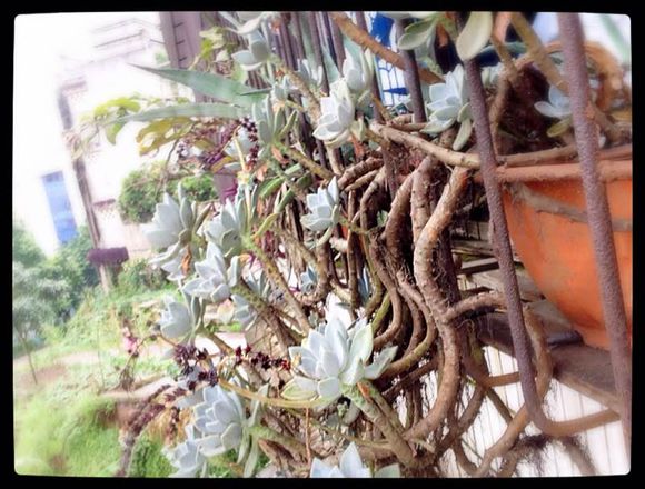 花了330元买了个10年老桩，带回家种了3箩筐，太爽了！