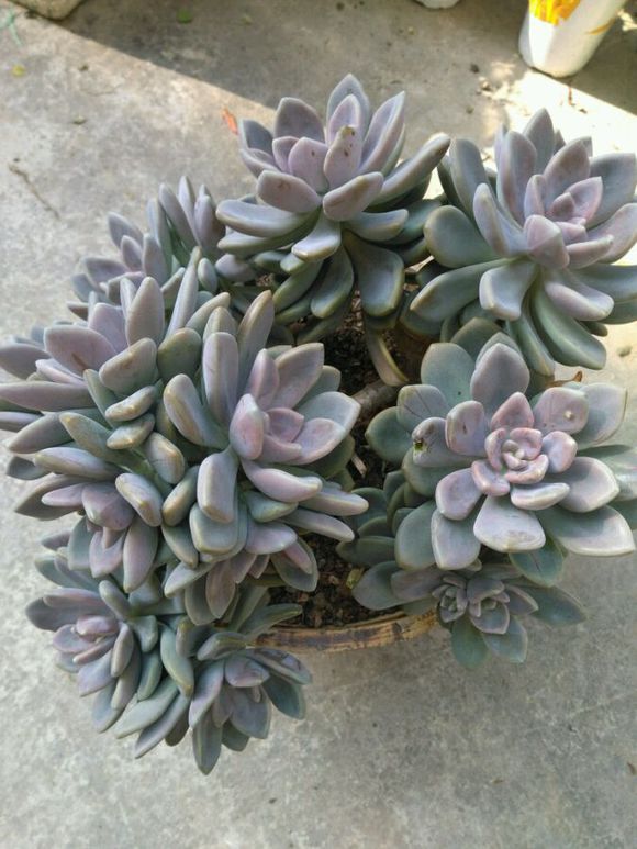 花了330元买了个10年老桩，带回家种了3箩筐，太爽了！