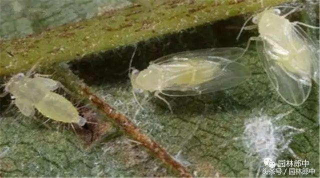 甘肃省城市园林绿地养护管理标准,二月份园林养护技术要点