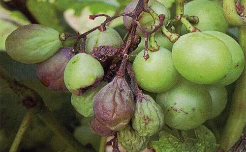 葡萄虫害防治最好方法,葡萄蓟马虫害的防治方法