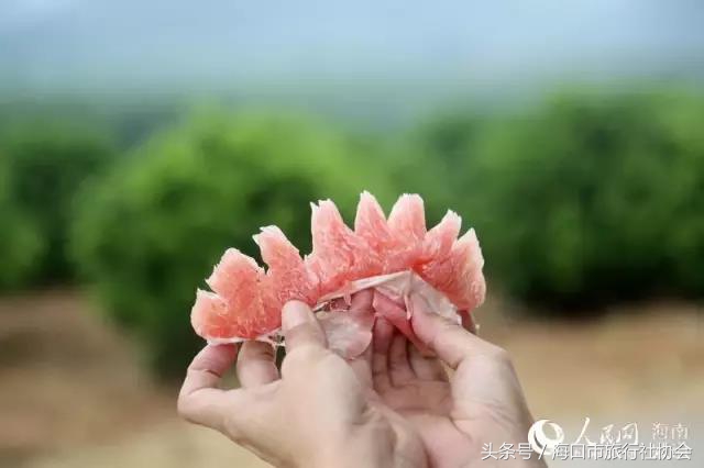 这个季节不能错过的柑橘,这个季节不可错过的水果枇杷