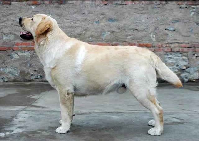 拉布拉多犬嘴巴尖是品种不纯吗,拉布拉多幼犬怎么看品种纯不纯