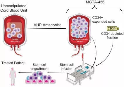 脐带间充质干细胞的扩增,脐带血干细胞国内外研究现状