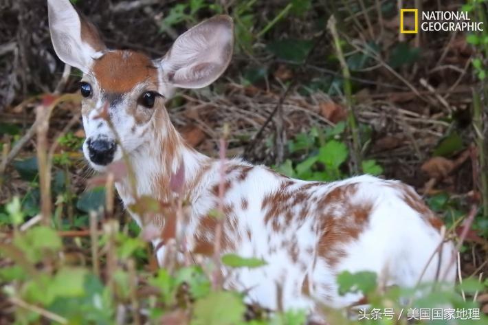 白也是罪？科学家为什么要给“白化”的动物做绝育手术？！