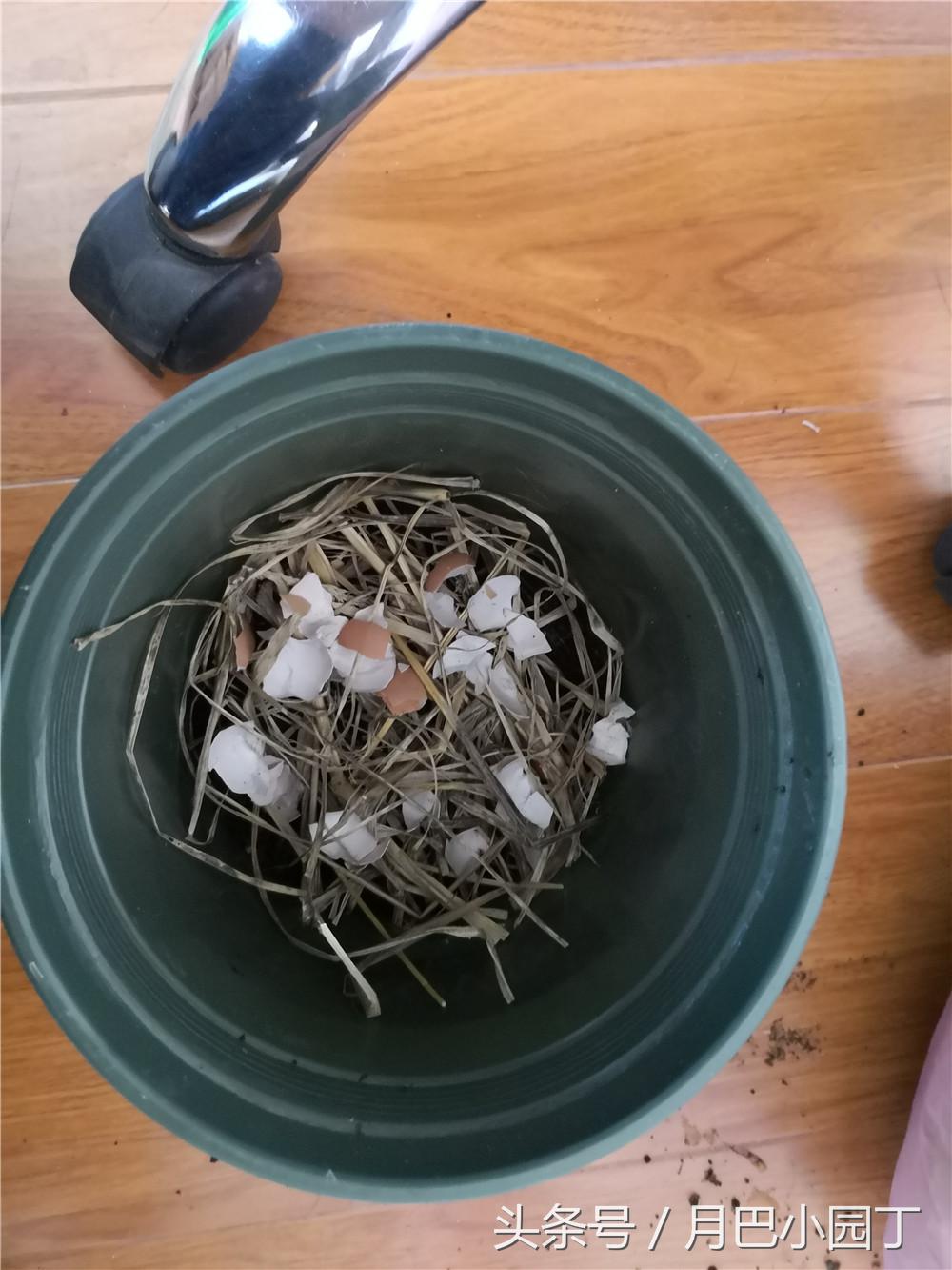 君子兰换盆用什么办法成活快点,这个季节要怎么给君子兰换盆