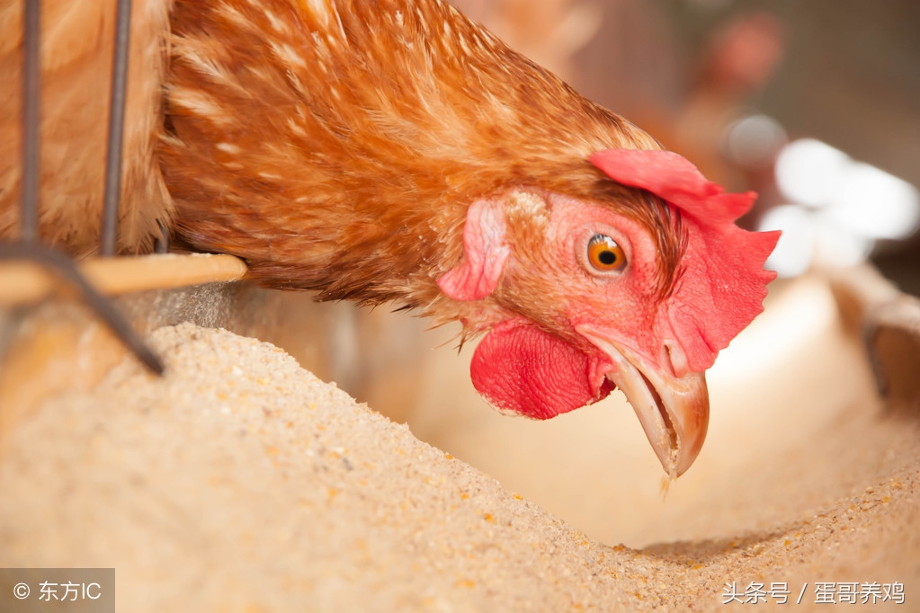 16天左右的肉鸡大量死亡怎么了,毛鸡16天死亡300只正常吗