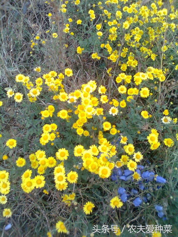 路边的野草治疗咳嗽,路边有哪些野草治咳嗽