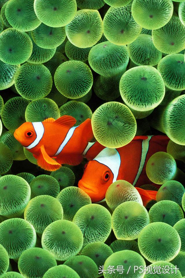 苹果手机历代菊花壁纸超清4k原图,历代ios壁纸超清原图