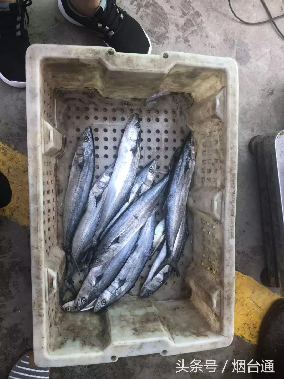 烟台开海现场直播视频,开海现场视频直播