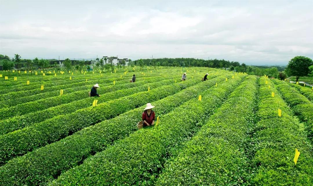2024年上海国际茶业博览会,2019年上海国际茶文化博览会