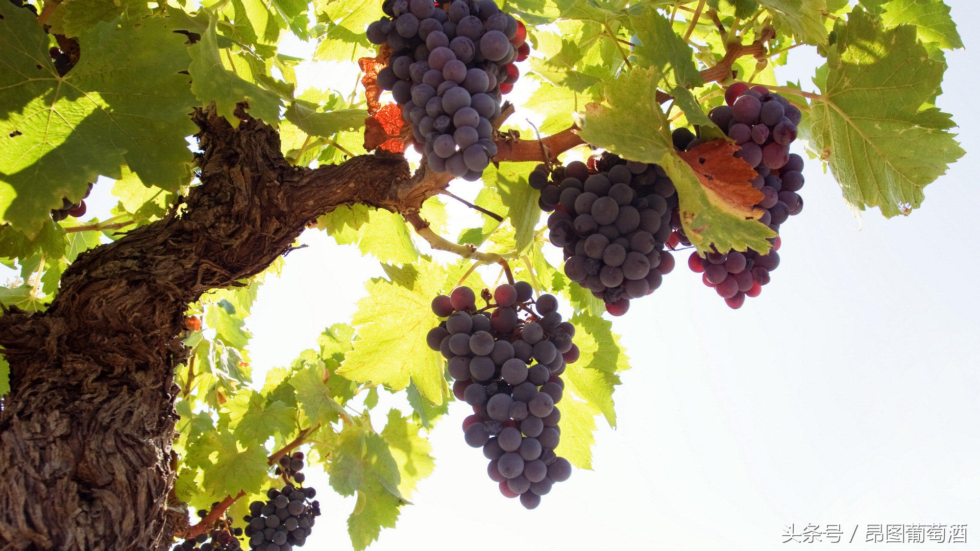 葡萄酿酒清洗方法,酿酒的葡萄不洗会有病菌吧