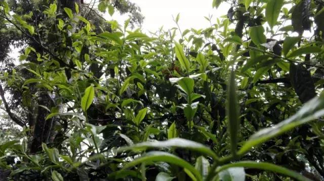 布朗山大树熟茶饼,布朗山大树茶饼