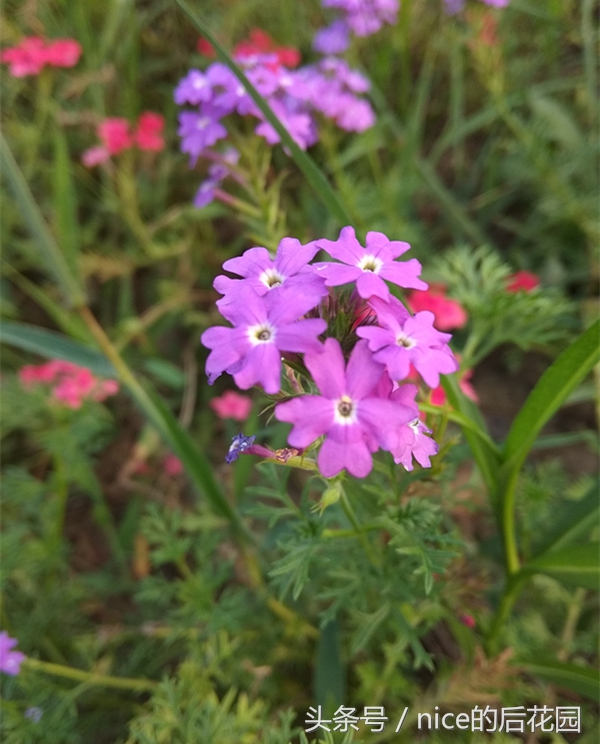 美女樱认不得？只怪它衣服太多