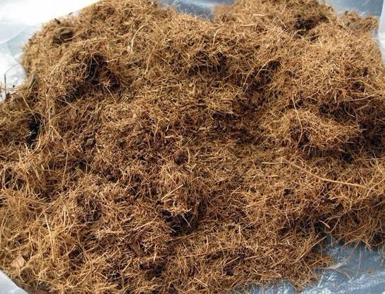 老桩群生多肉买什么颗粒土,多肉怎么养出粗壮的老桩呢