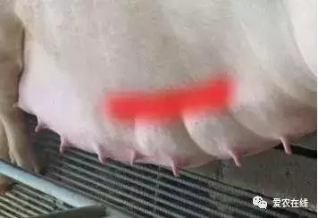 「爱猪百科」猪场效益点：母猪乳房炎防护治疗详解
