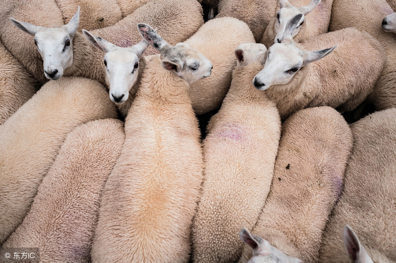 养羊过程中遇到羊的各种疾病,养羊羊拉肚子怎么办