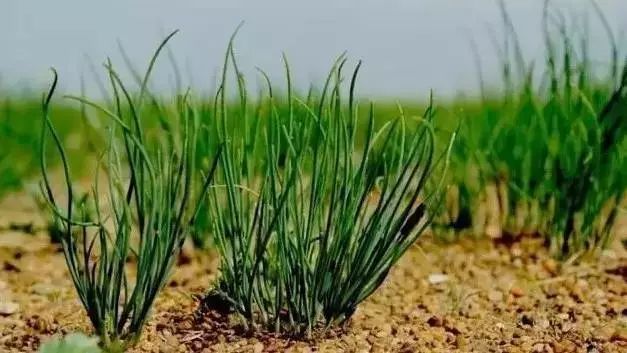 内蒙古地理标志羊肉,呼和浩特市锡林郭勒羊肉地址