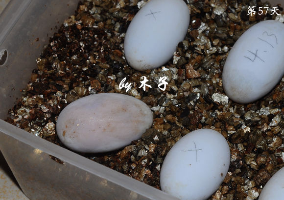 草龟繁殖经验分享孵蛋40天破壳,草龟养殖日记从幼苗开始