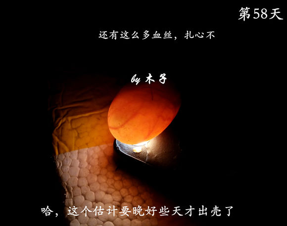 草龟繁殖经验分享孵蛋40天破壳,草龟养殖日记从幼苗开始