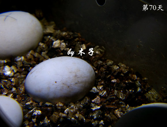 草龟繁殖经验分享孵蛋40天破壳,草龟养殖日记从幼苗开始