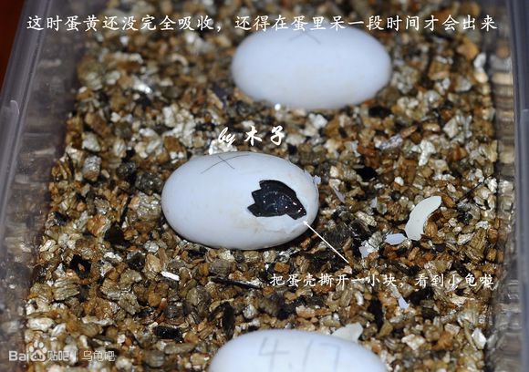 自己养的草龟怎么孵化草龟蛋,自家养的草龟如何产蛋