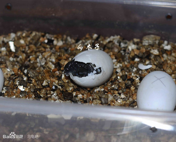 自己养的草龟怎么孵化草龟蛋,自家养的草龟如何产蛋