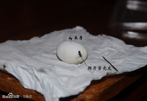 自己养的草龟怎么孵化草龟蛋,自家养的草龟如何产蛋