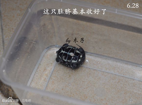 自己养的草龟怎么孵化草龟蛋,自家养的草龟如何产蛋