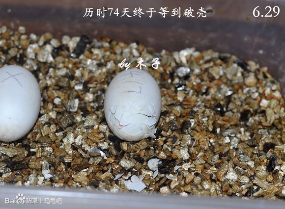 自己养的草龟怎么孵化草龟蛋,自家养的草龟如何产蛋