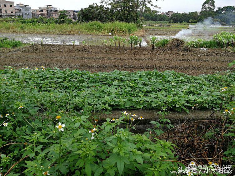 故人具鸡黍邀我至田家邀的意思,故人具鸡黍邀我至田家什么意思