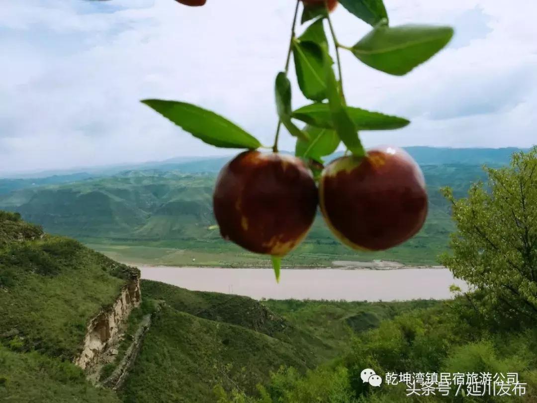 九月的碾畔民宿，红枣与你邂逅