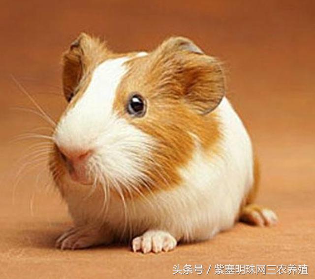 荷兰猪怎么养殖收益快,紫塞明珠种植视频