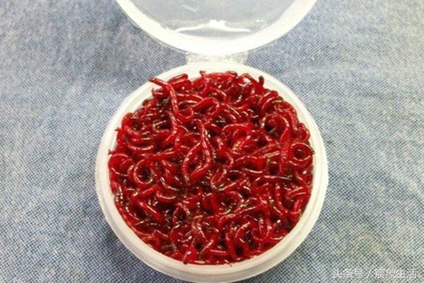 钓鱼用不完的红虫怎样养,红虫钓鱼需要注意什么