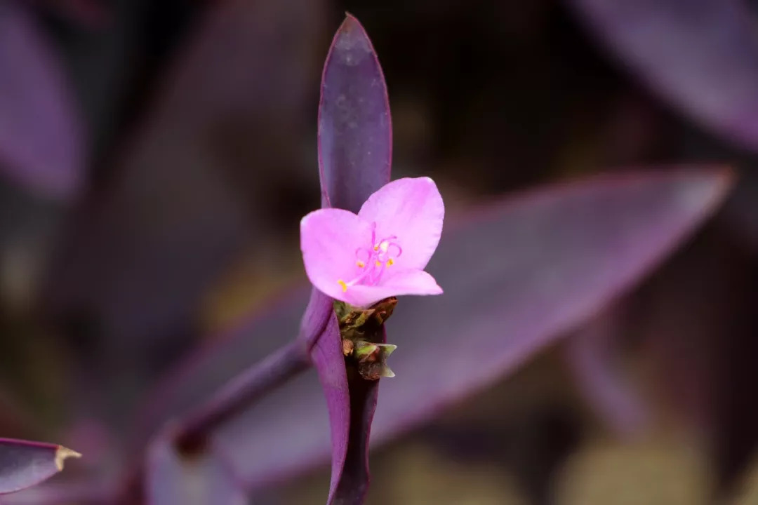 鸭跖草图片有多少种颜色,鸭跖草植物大图