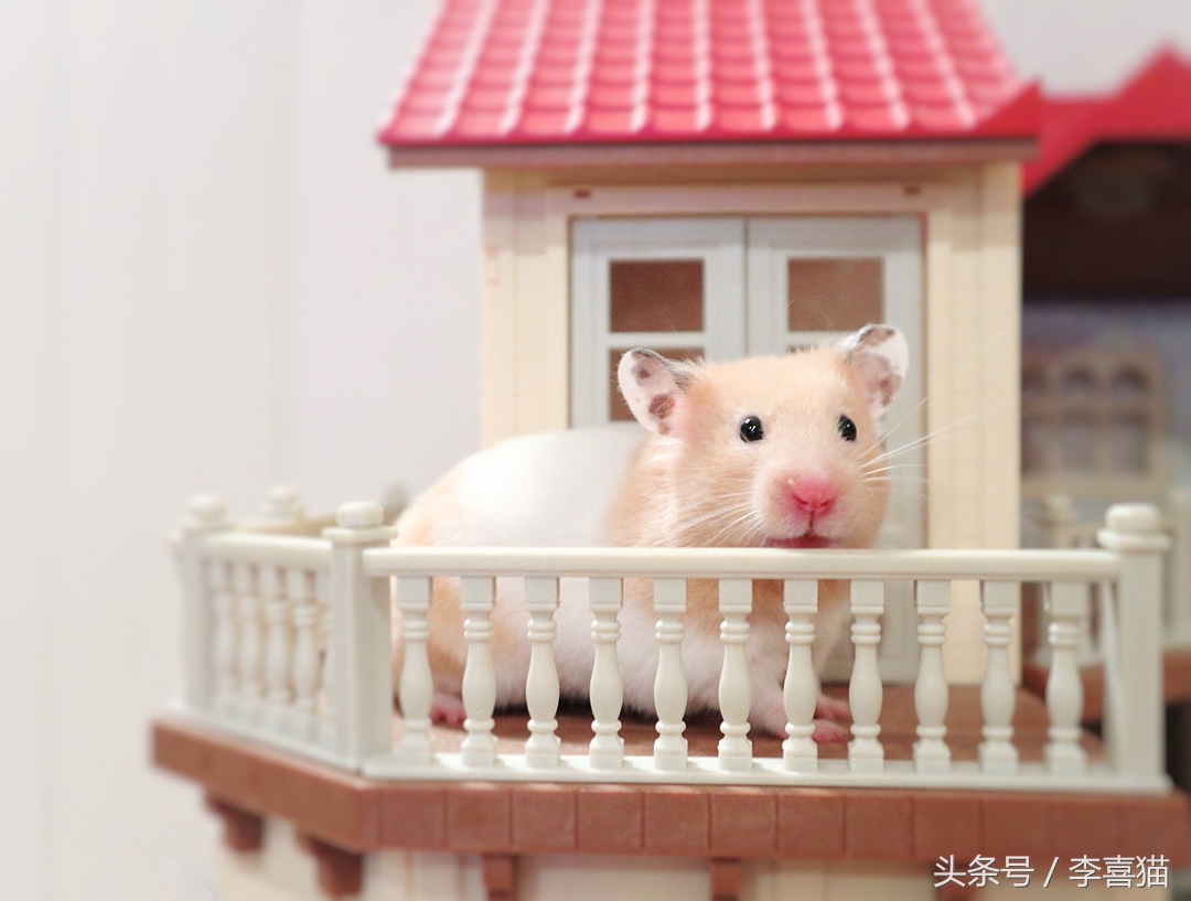 仓鼠金丝熊有多可爱,金丝熊胖胖的样子