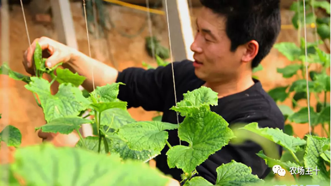 成为农业大户的条件,中国农场主的要求