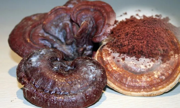 灵芝孢子粉是骗人的吧,灵芝孢子粉有防癌抗癌功效吗知乎