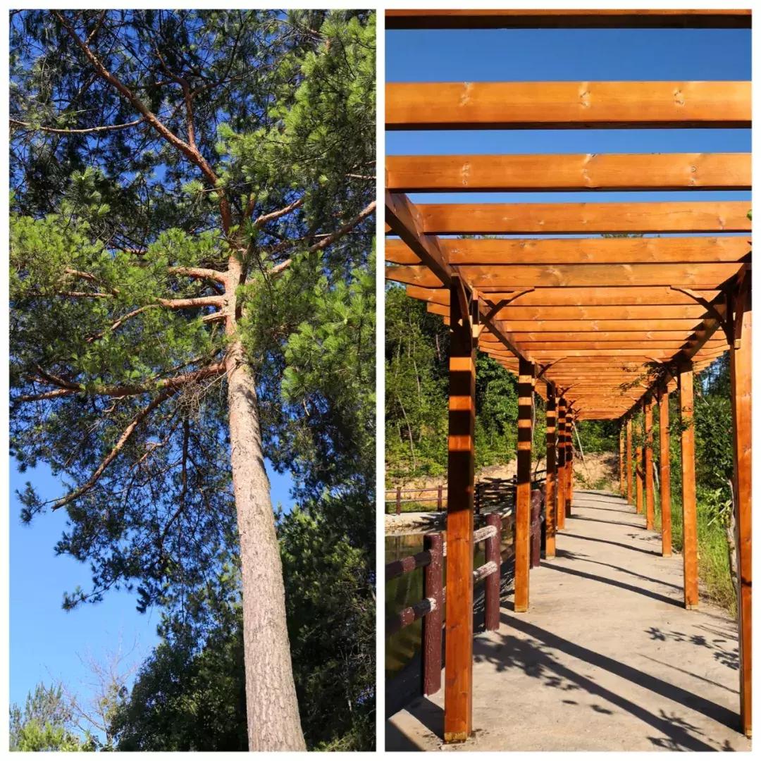 霜叶红于二月花意思,霜叶红于二月花小说